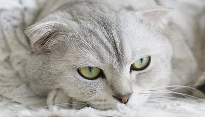 娱乐吃瓜主播突然缺席引热议 与明星合作露端倪引发猜测