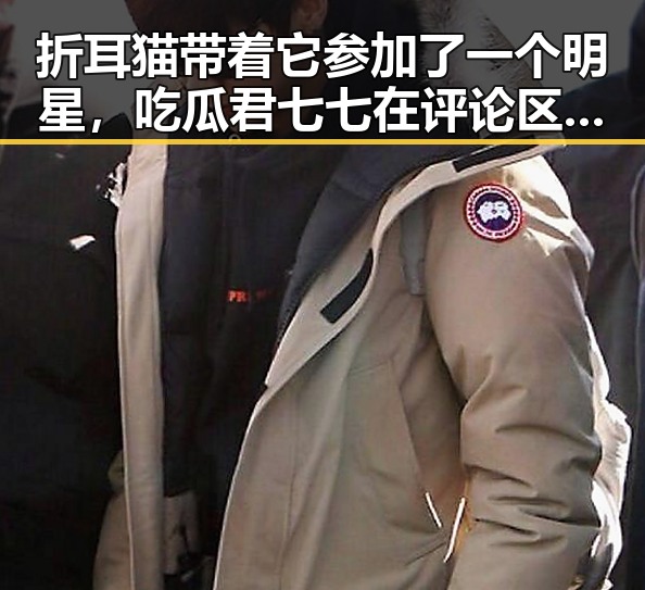 折耳猫带着它参加了一个明星，吃瓜君七七在评论区大吐槽南北文化差异